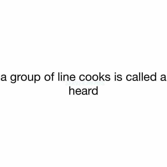 Text meme stating a group of line cooks is called a heard, relating to working in hospitality humor.