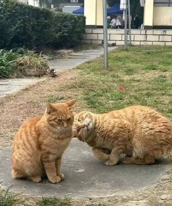 Two orange cats outside, one resting head on the other, capturing cute and funny animal moments.