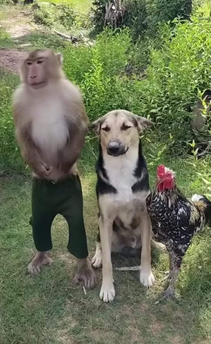 Monkey wearing pants standing next to a dog and a rooster in a green outdoor setting, cute and funny animal images