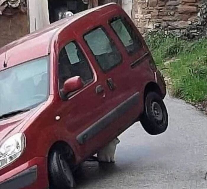 Red car tilted on two wheels with a white cat standing underneath in a funny and cute animal image.