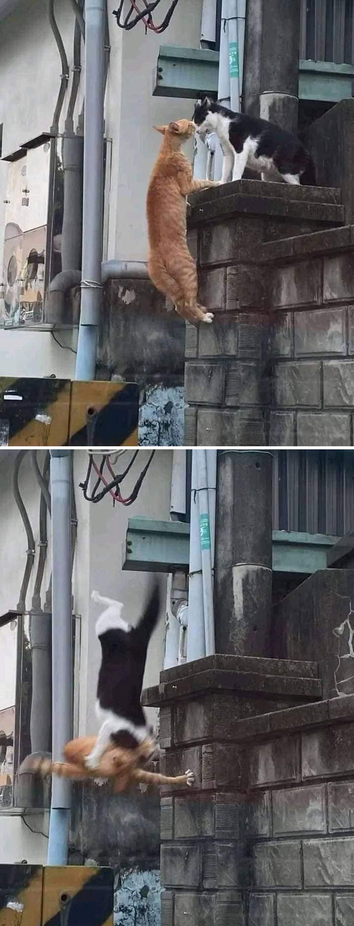 Two cats interacting on a stone wall with one cat jumping down in a funny and cute animal moment.