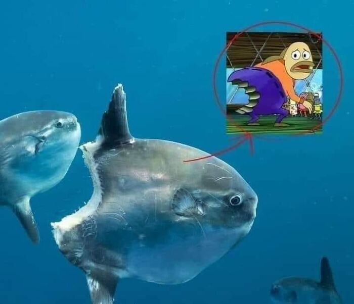 Funny animal image showing a shark with a missing fin and a cartoon fish reacting humorously underwater.