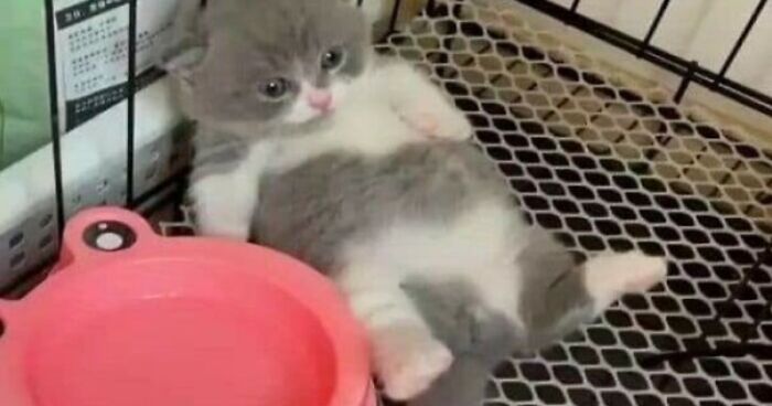 The Internet Asked For Laughter, These 50 Funny Cat Pics Delivered On Tiny Paws