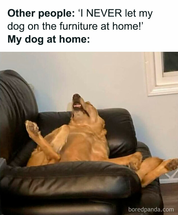 Funny dog meme showing a relaxed dog lying on a couch, highlighting relatable dog memes and pupper moments.